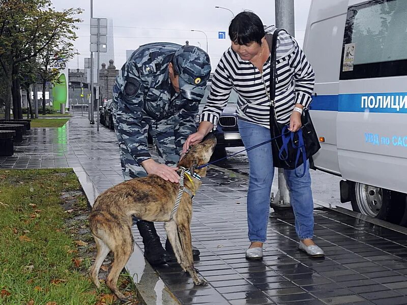 Московских кинолог. Мероприятия с собаками в Москве. Выставка МВД В Москве. Кинолог с собакой в аэропорту. Собачье мероприятия Ташкент.