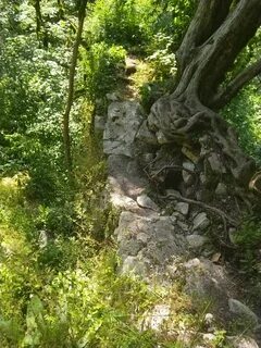 Самшит хоста