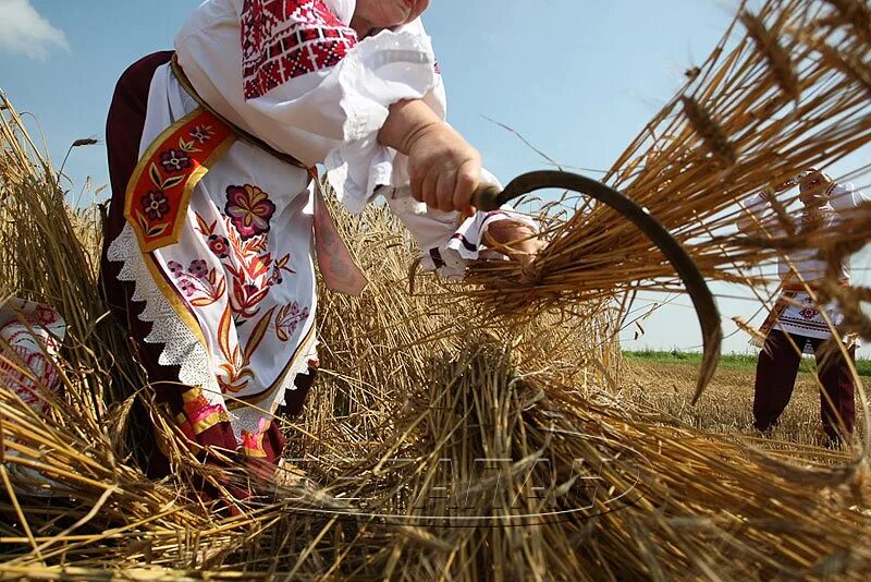 Славянский праздник сбора урожая «Спожинки». Зажинки на Руси. Зажинки праздник у славян. Зажинки 2022. Жито жала