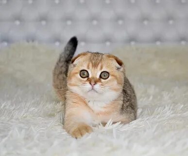 Вислоухая золотая шиншилла