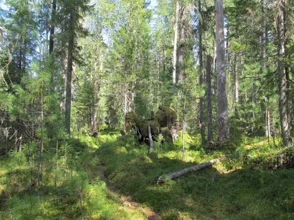 В тайге есть связь