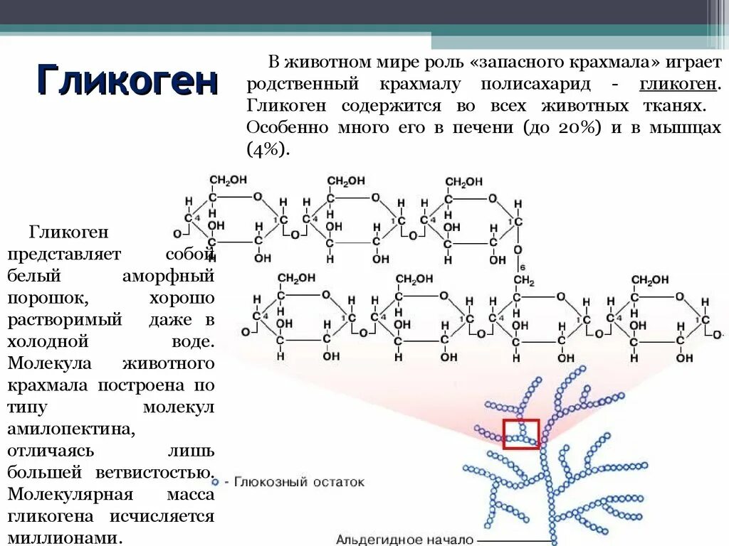 1 гликоген относится к. Полимер гликоген формула. Структура гликогена биохимия. Гликоолен структурное звено. Гликоген. Строение макромолекул..