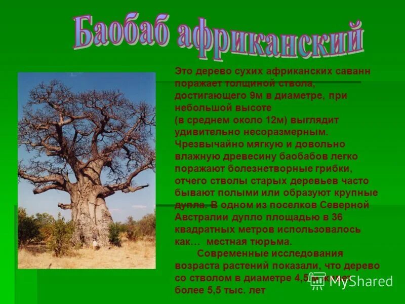 Для какой природной зоны характерно дерево баобаб. Баобаб сообщение. Баобаб доклад. Баобаб интересные факты для детей. Баобаб дерево описание.