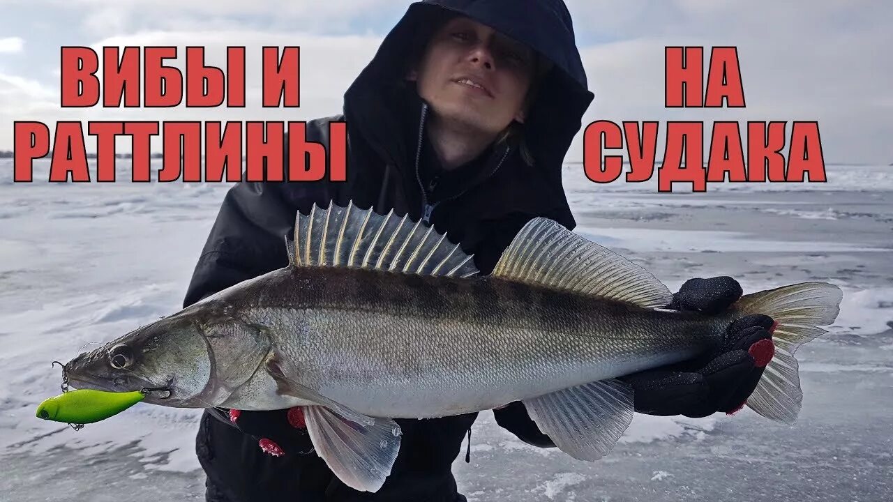 Как ловить судака на вибы. Ловля судака зимой на ратлины. ловля судака зимой на раттлин. ловля судака на вибы зимой.