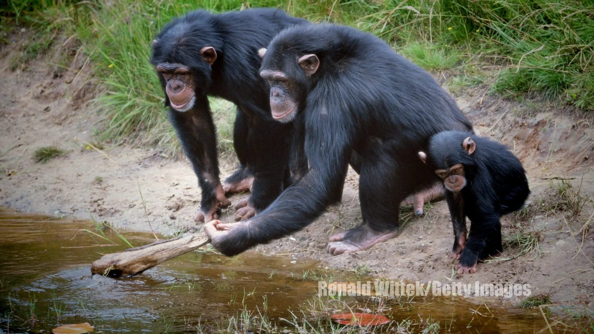 обезьянка с палкой. орудия труда обезьян. бонобо обезьяна. орудия труда обезьян. орудие труда обезьян.