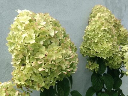 Фото гортензии лайм