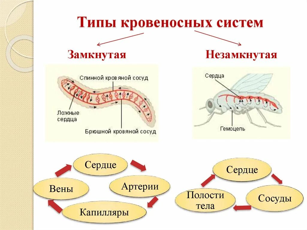 Незамкнутое кровообращение