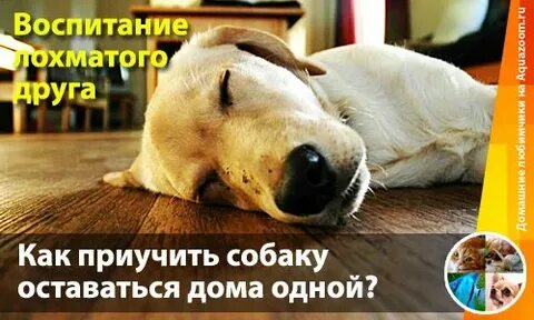 Собака не остается дома одна что делать