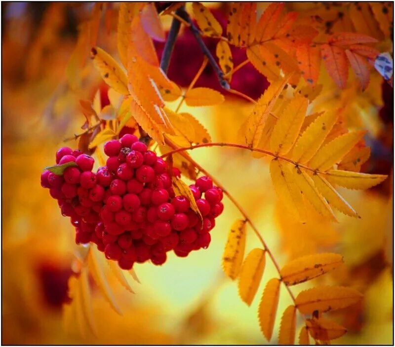 Придет осень золотая. Осень рябина. Рябина осенью. Рябиновая осень. Сентябрь природа.