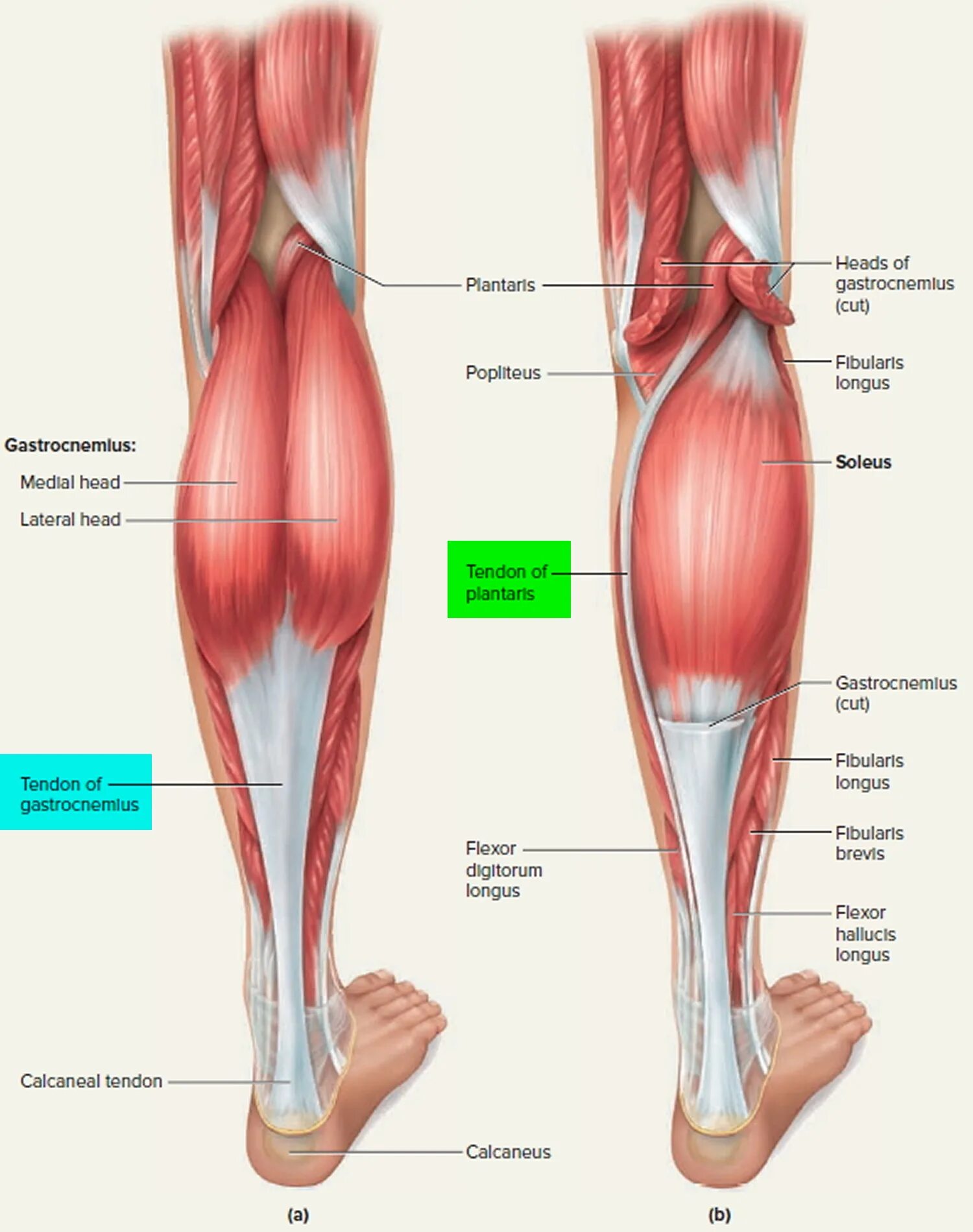 Икроножная мышца какая ткань. Сухожилия икроножной мышцы анатомия. M gastrocnemius Soleus. Plantaris Longus. Камбаловидная мышца (m.Soleus).