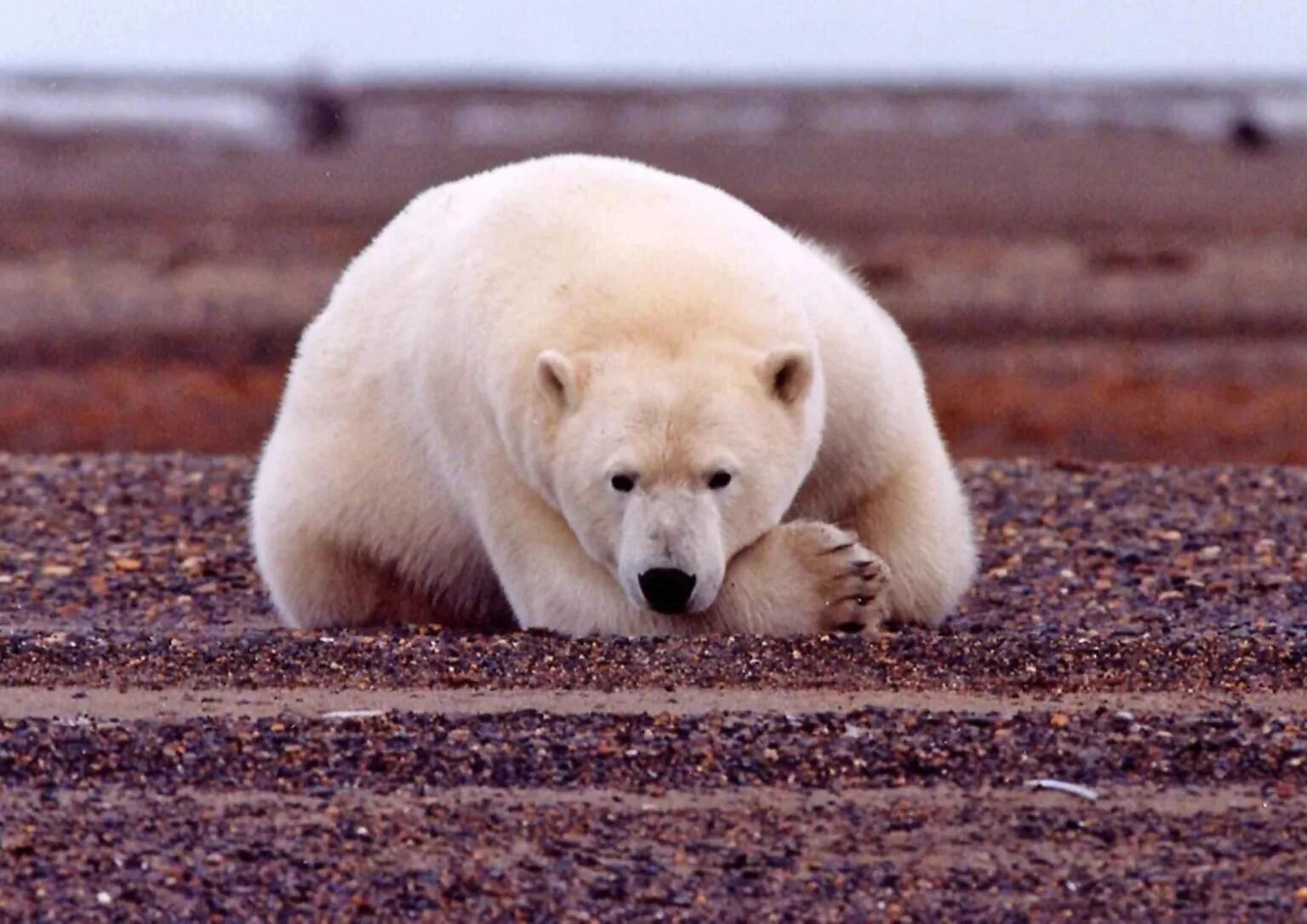 Белый медведь. Полярный медведь. Белые медведи вымирают. Исчезающие животные белый медведь.