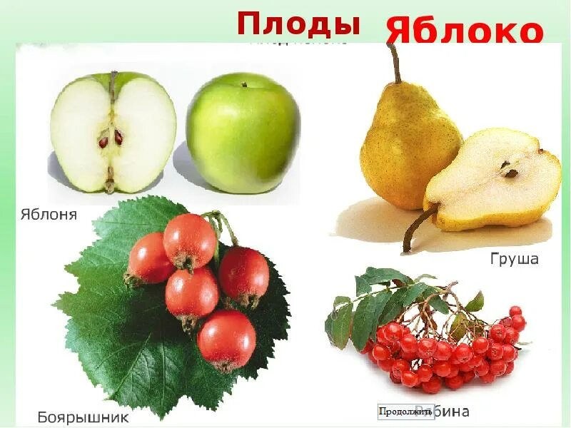 Плод яблоко примеры
