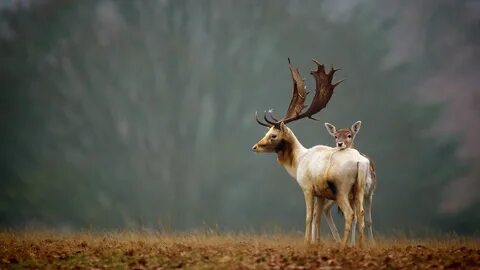 Wildlife windows