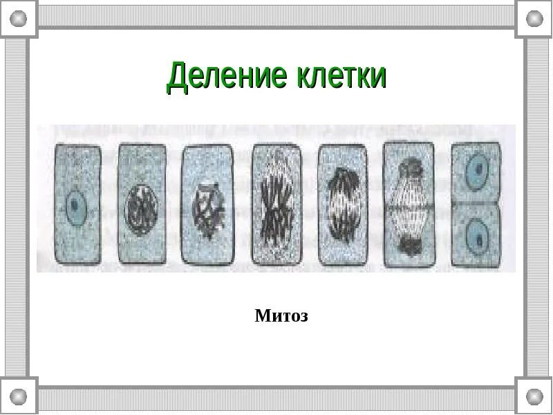 Значение деления клеток в жизни растений. Деление клетки 5 класс биология. Процесс деления клетки рисунок. Рис 26 деление клетки. Этапы деления клетки.