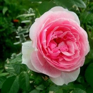 Royal rose отзывы