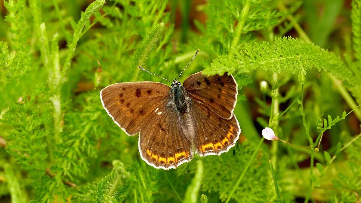 узоры на крыльях бабочки. бабочка 18. Butterfly script. свобода бабочка. яйцо бабочка декор.