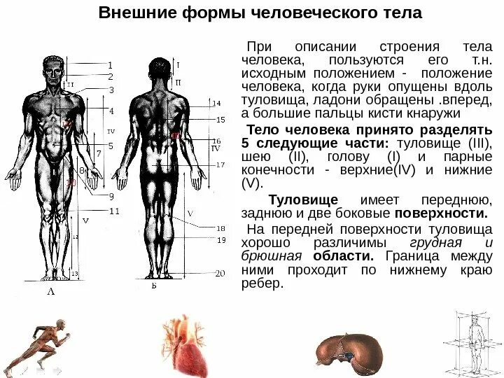 Ниже туловища