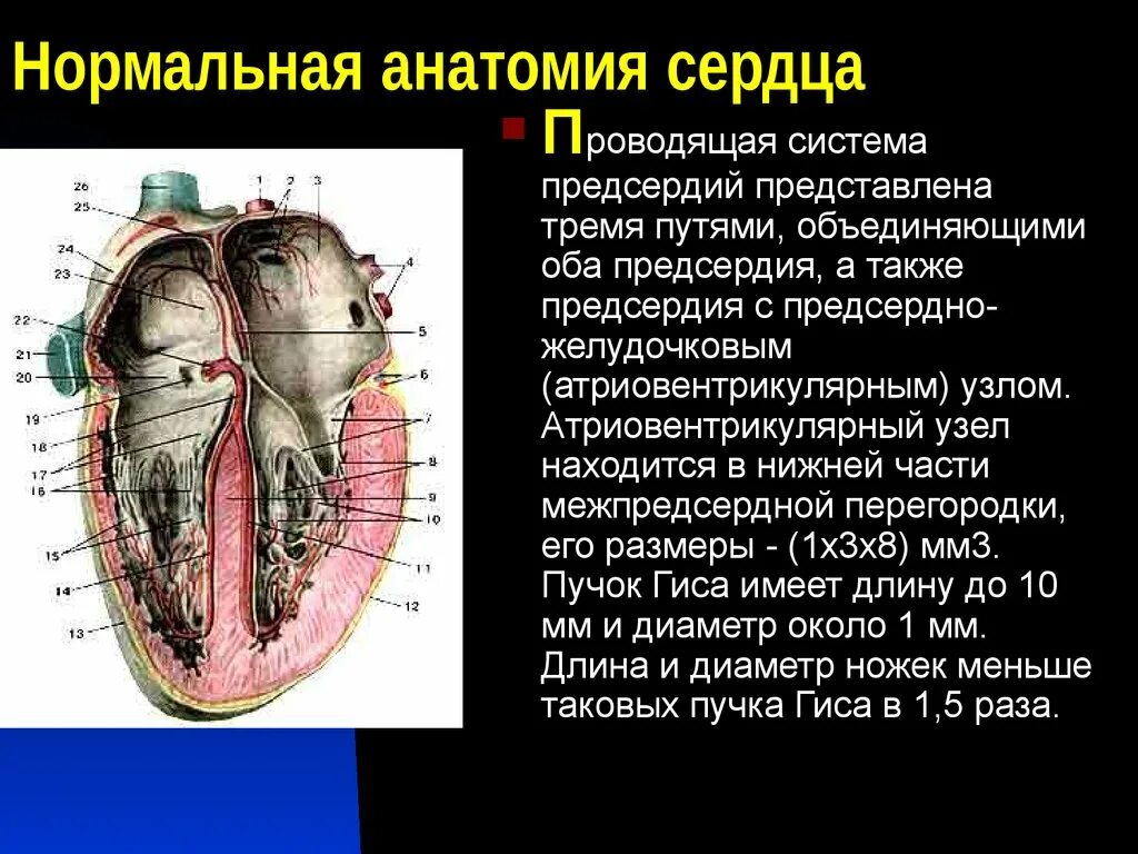 Сердце анатомия. Перегородки сердца анатомия. Анатомия сердца анатомия. Анатомия сердца кратко. Характеристика правого предсердия