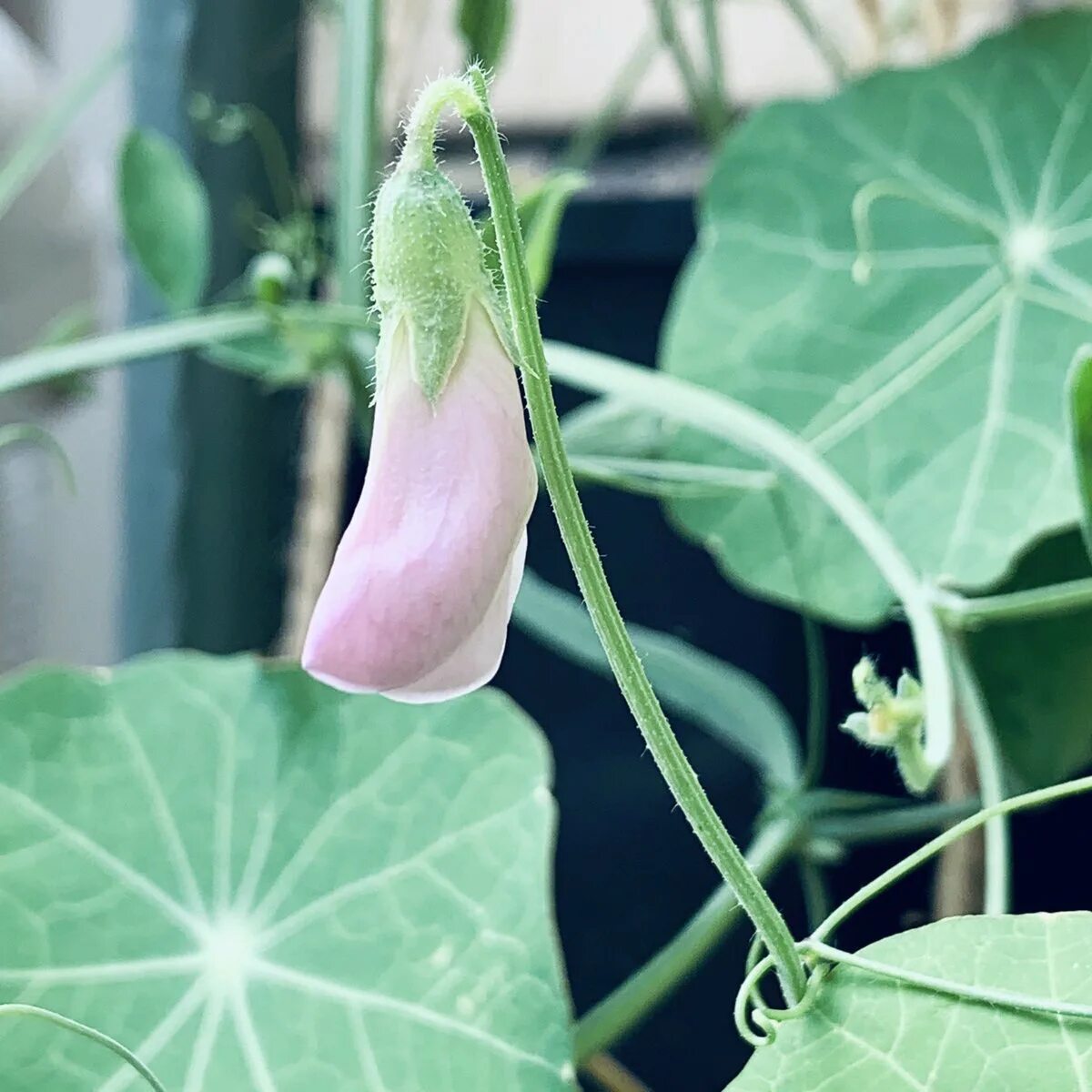 Филодендрон скандес мосток. Плющ хедера тритон. Цветущие вьюны комнатные. Эпипремнум моссток. Вьюн домашний.