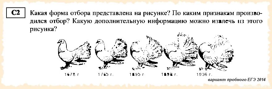 Пользуясь рисунком определите какую форму отбора. Формы отбора голубей. искусственный отбор породы голубей. породы голубей егэ. выведение пород голубей.