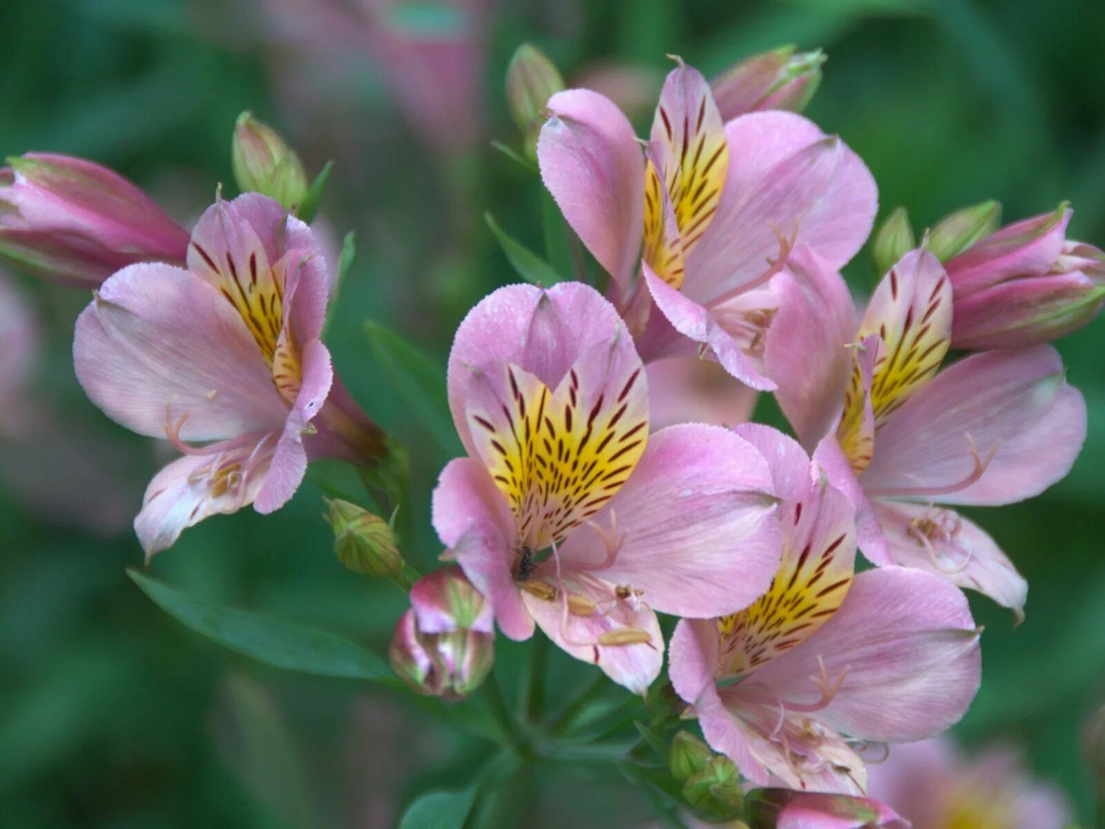 Альстромерии. Перуанская Лилия альстромерия. Альстромерия (Alstroemeria). Альстромерия Венус. Альстромерия Уитни.