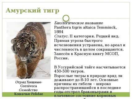 Какие животные дальнего востока в красной книге