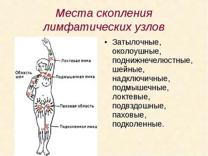 Группы лимфатических узлов