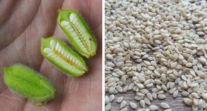 Кунжут семена фото растения Sesame Indicum White Sesame Seeds Fair Dinkum Seeds Засухоустойчивые растения, В