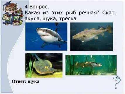 На какой вопрос отвечает рыба