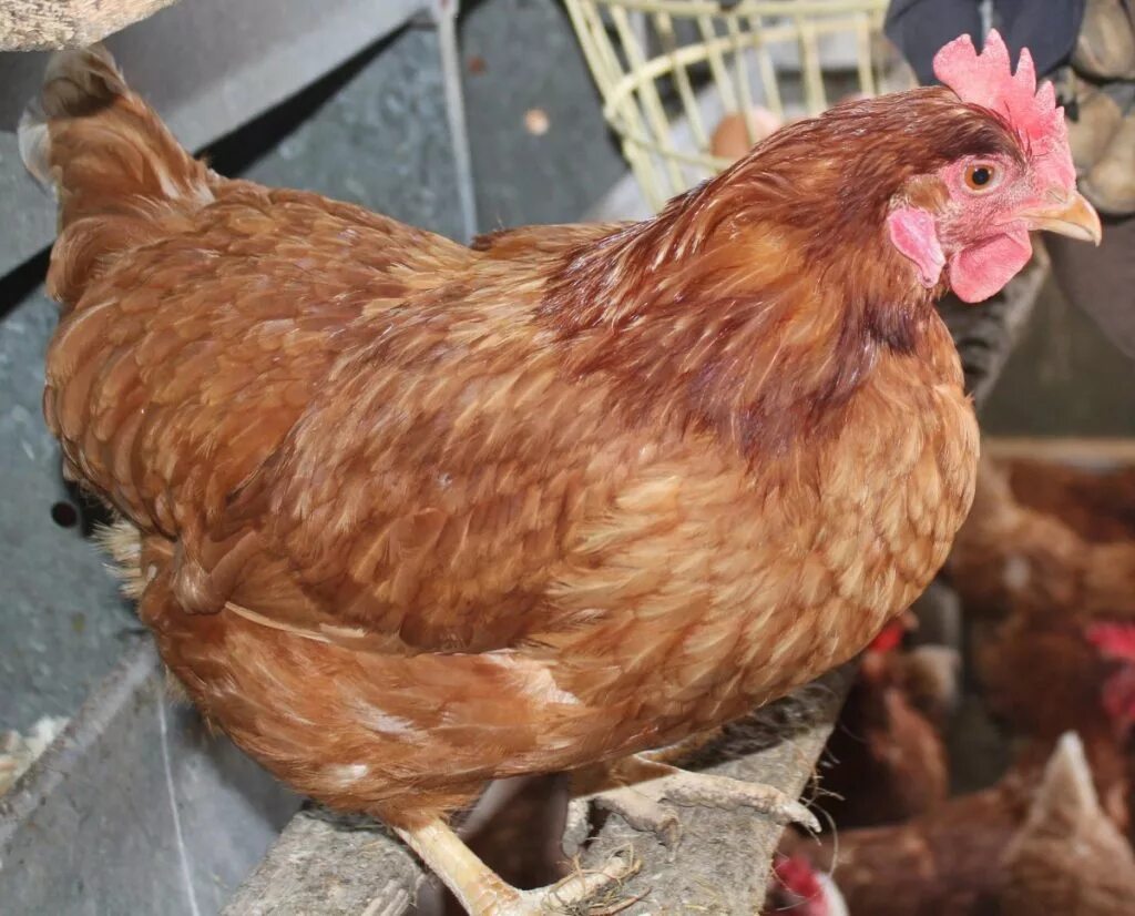 петух хайсекс браун. описание кур хайсек. порода кур хайсекс браун. кросс хайсекс браун. хайсекс браун суточные.