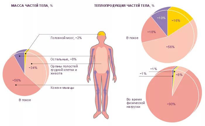 Терморегуляция тест 8 класс