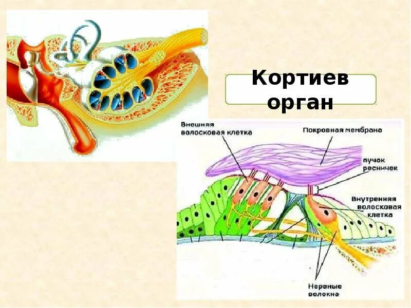 Строение Кортиева органа улитки внутреннего уха. Строение улитки и Кортиева органа. Кортиев орган внутреннего уха. Ухо строение Кортиев орган. Мембраны внутреннего уха