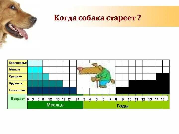 Собака по возрасту. Продолжительность жизни собак мелких пород таблица. Продолжительность жизни крупных собак. Средняя Продолжительность жизни собак крупных пород. Сколько живут собаки.