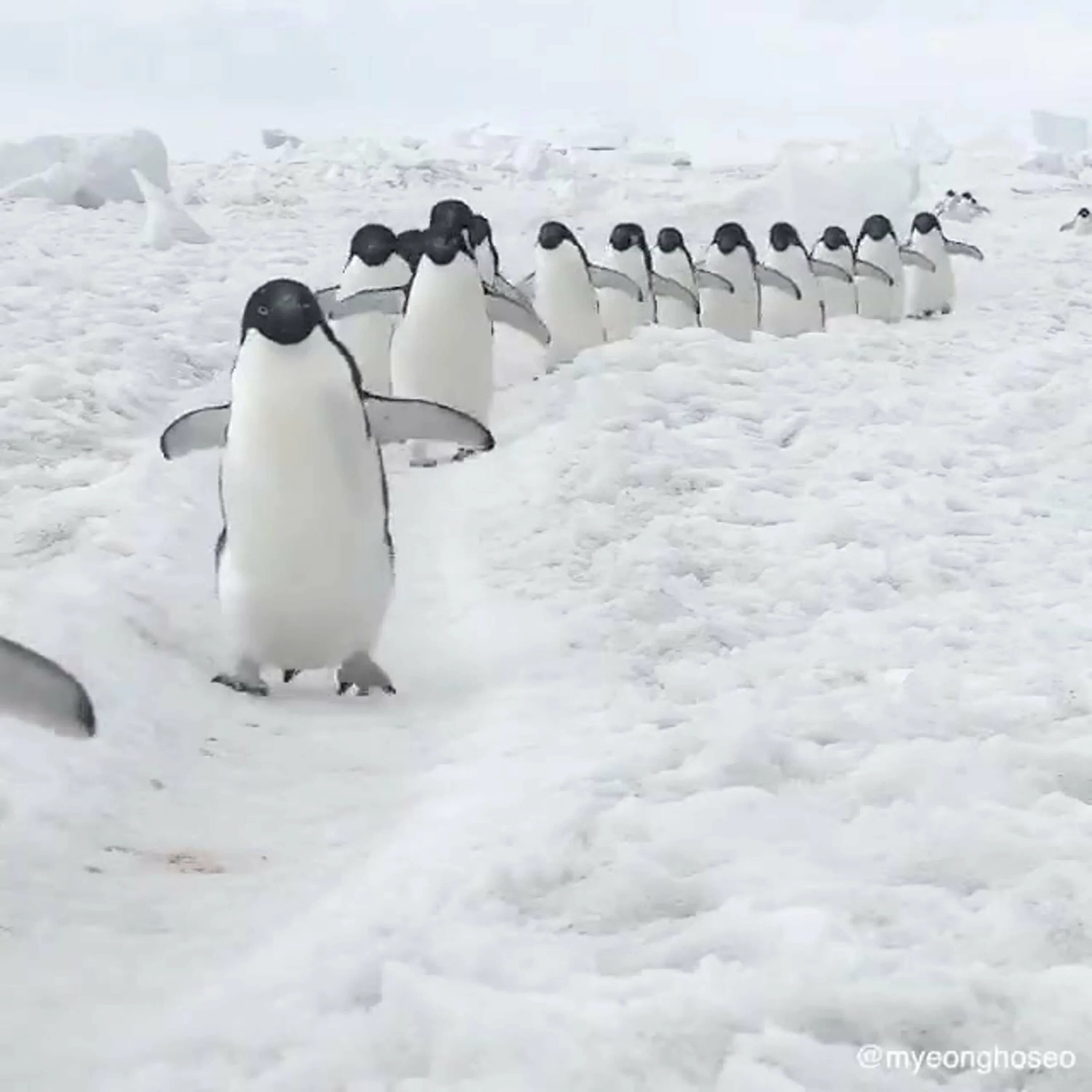 Пингвины идут с пляжа молча. Пингвины идут друг за другом. Два пингвина идут друг за другом. Шли пингвины по тропинке. Два пингвина ходят друг за другом.