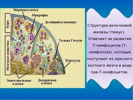 В основном состоит из мертвых клеток