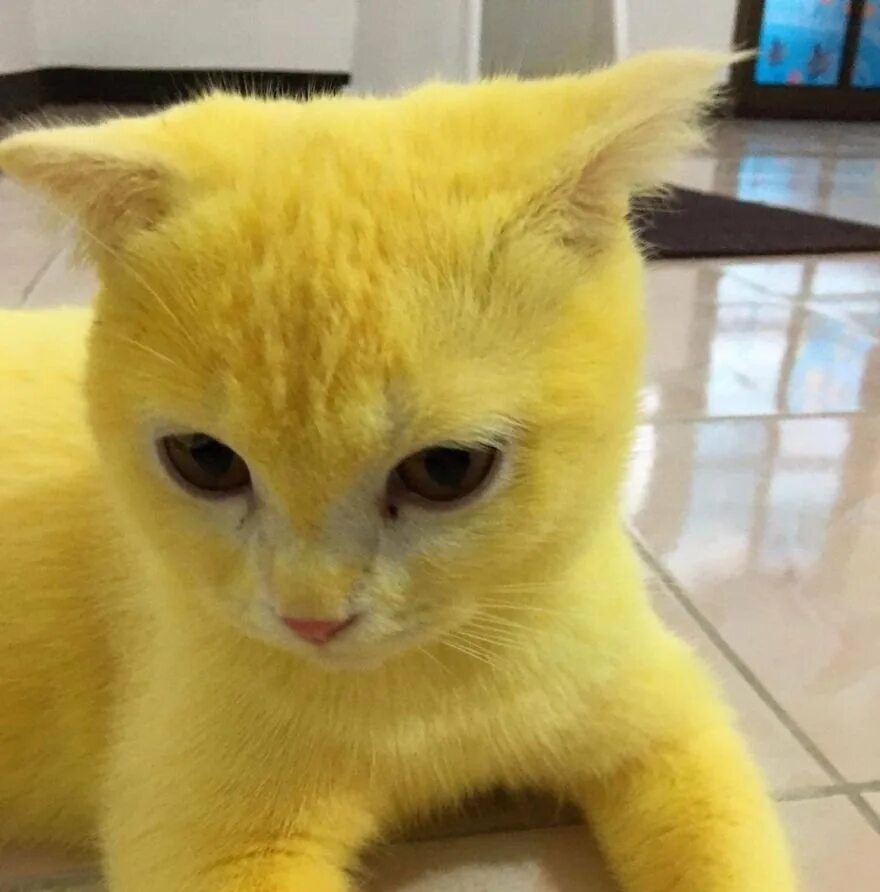 Желтая ли. Желтый кот. Желтая кошка. Кот желтого цвета. Светло желтый кот.