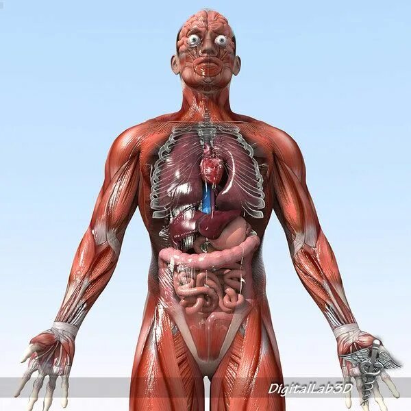 Print of Model of human torso showing internal organs