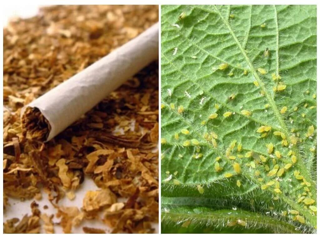 Табак против тли. Табак от тли. Табачный настой от тли. Табак для растений от вредителей.