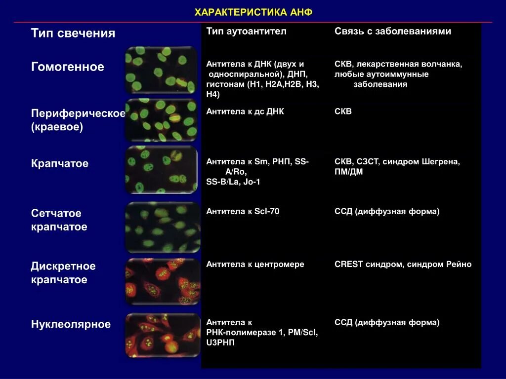 Антинуклеарные антитела типы свечения. Гранулярный Тип свечения анф. 160 Ядерный гранулярный Тип свечения (AC-2,4). Ячеистый Тип свечения анф.