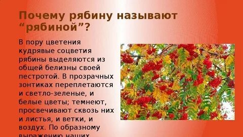 Падеж слова рябине