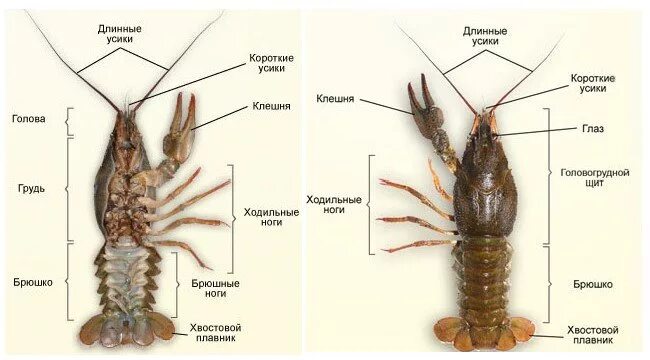 Какое хватание у рака. Ловля рыбы на силиконовых Рачков. Как ловить сома на раковую шейку. Насаживание рачка на крючок. Как насаживают Рачков.