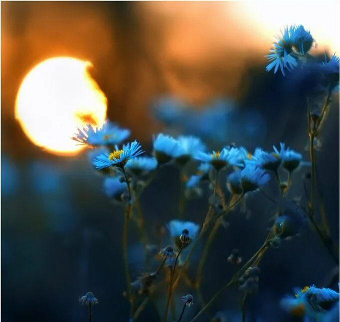 Цветы ночью. Полевые цветы ночью. Цветы вечер. Нежные цветы ночью. Ночь незабудок