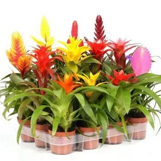 Plants company