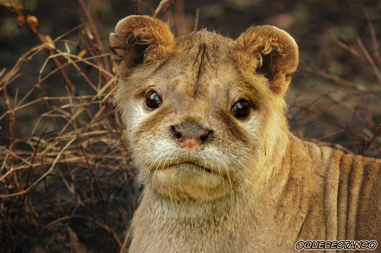 Животные дауны фото