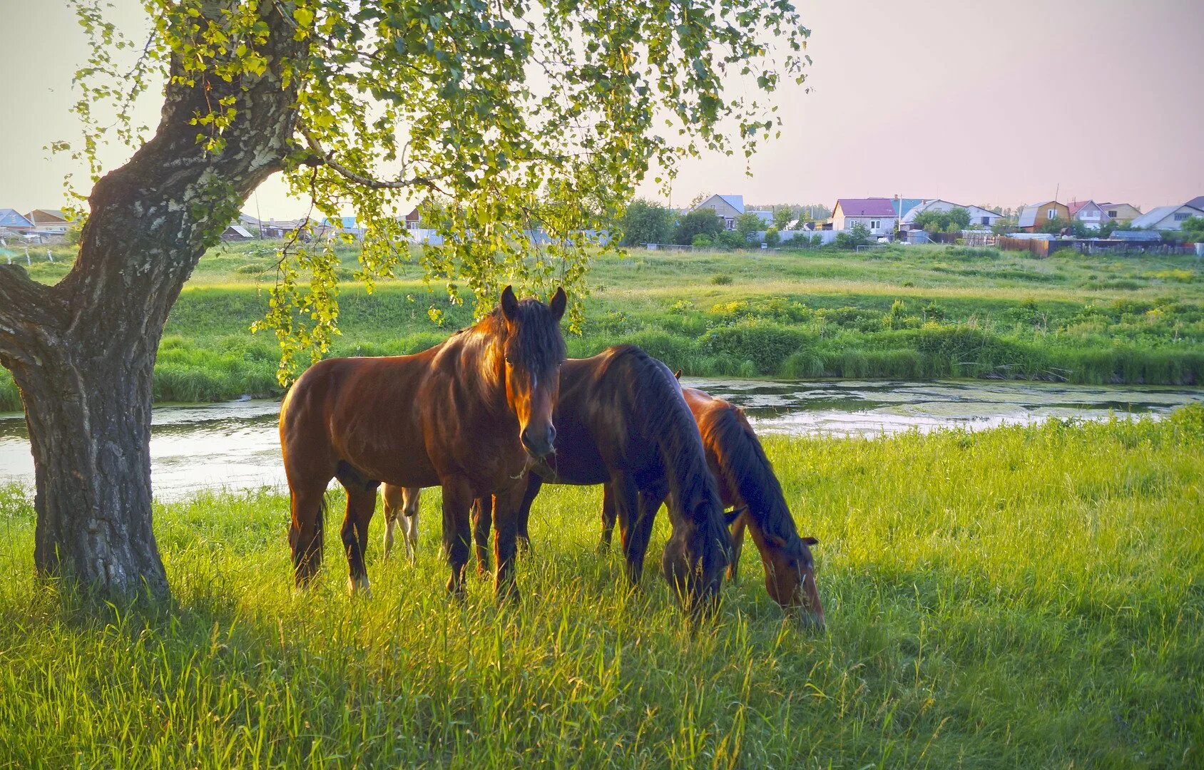 Село лошадка. Деревенские лошади. Пейзаж с лошадьми. Лошади в деревне. Кони пасутся.