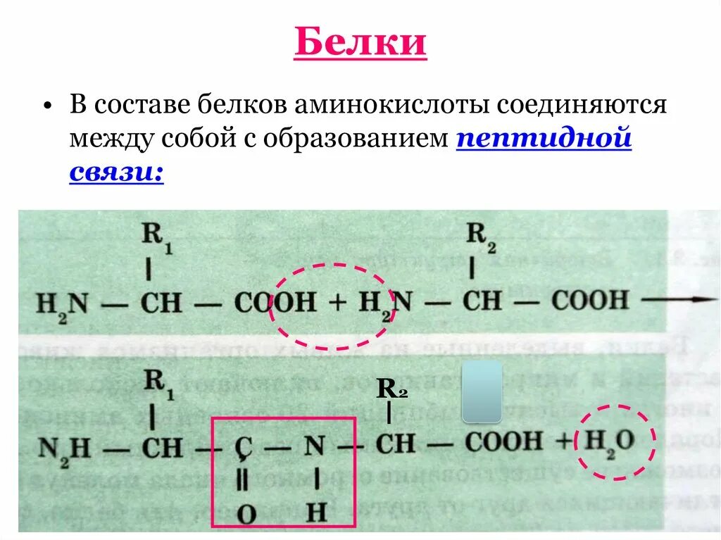 Белок из аминокислот. Белок формула структура. Структура белков формула. Белки общая формула. Химическая формула белков.