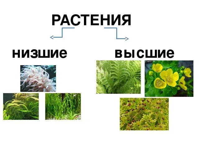 Высшие и низшие растения. Низшие растения. Высшие растения и низшие растения. Растения низшие и высшие схема. 5 примеров низших растений