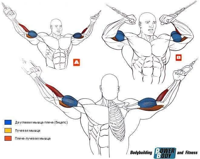 Упражнения на бицепс с гантелями. Верхний бицепс. Упражнение молот какие мышцы работают. Верхний бицепс. Сведение рук в кроссовере на бицепс.