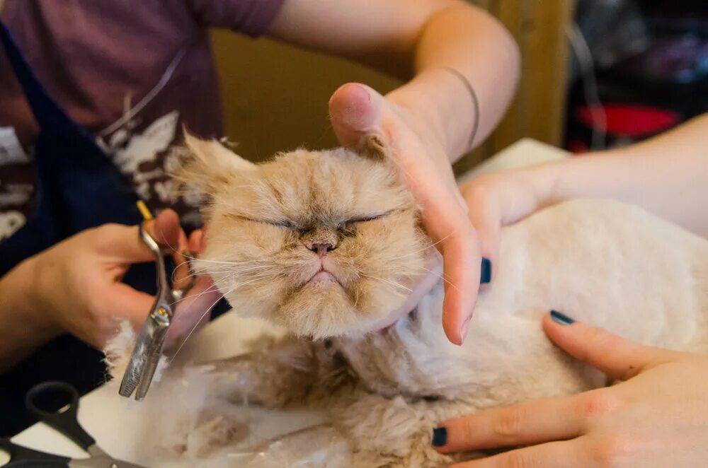 Стрижем кошку дома. Стрижкамперсидского кота. Стрижка котов. Груминг персидских кошек. Гигиеническая стрижка котов.