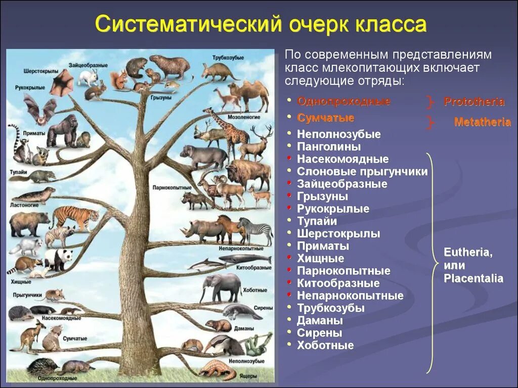 Млекопитающие делятся на группы. Эволюция млекопитающих биология 7 класс. Класс млекопитающие отряды. Эволюционное дерево млекопитающих. Появление млекопитающих.